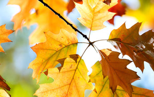 Why You Plant Trees & Shrubs in The Fall
