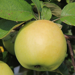 Lodi Apple Tree