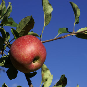 State Fair Apple Tree