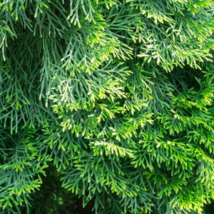 Dark Green Arborvitae Bare Root