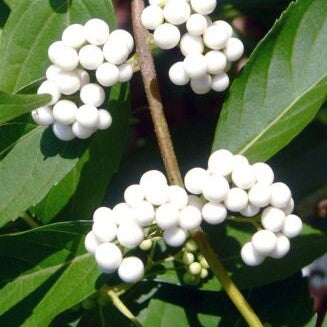 White Beautyberry Plant