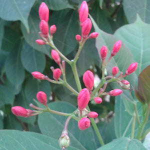 Pink Tatarian Honeysuckle Seedling