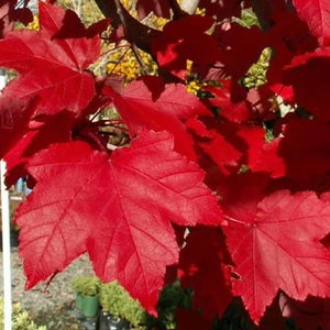 October Glory Maple Seedlings