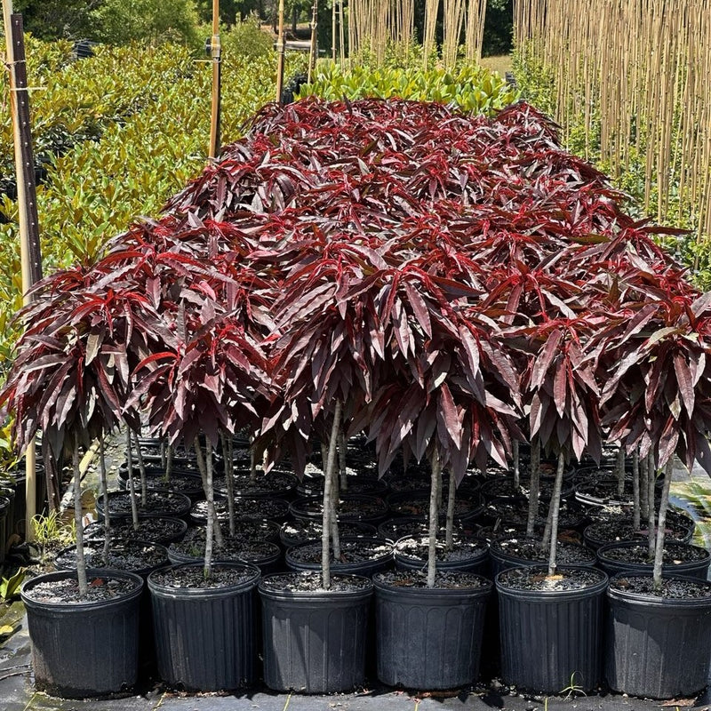 Bonfire Patio Peach Tree Green Thumbs Garden