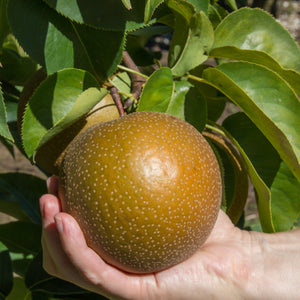 Olympic Giant Pear Tree