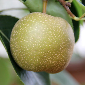 Hosui Asian Pear Tree