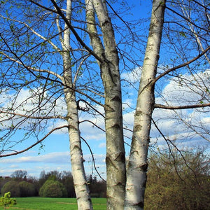 Whitespire Birch Bare Root