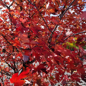 Autumn Blaze Maple Seedlings