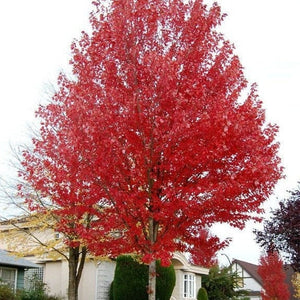 Autumn Blaze Maple Bare Root