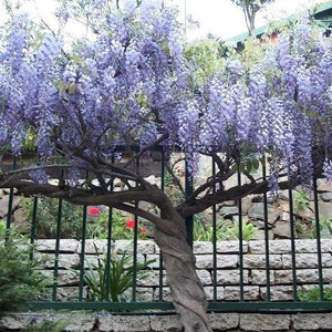 Chinese Wisteria Bare Root
