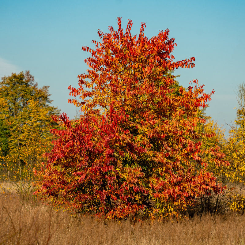 Black Cherry Tree Green Thumbs Garden