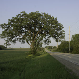 Bur Oak Tree GT