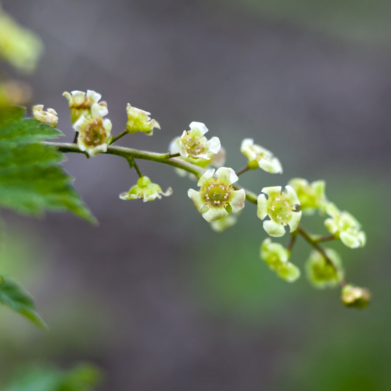 Jonkeer Van Tets Currant – Green Thumbs Garden