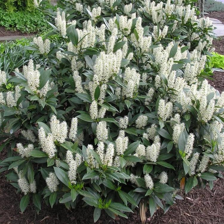 Otto Luyken Cherry Laurel Shrub Green Thumbs Garden