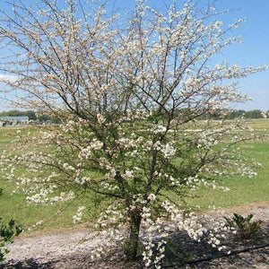 Chickasaw Plum Tree