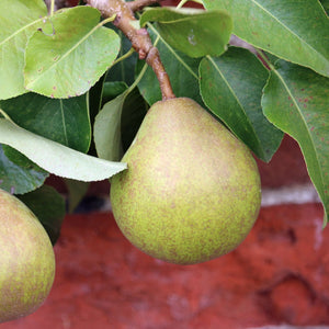 Comice Pear Tree GT