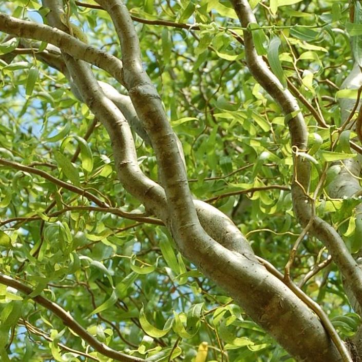 Chinese Corkscrew Willow Tree – Green Thumbs Garden