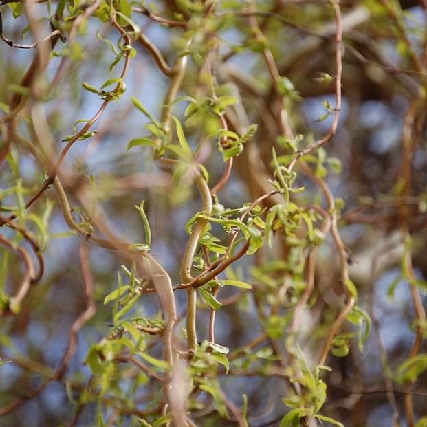 Green Curly Willow Branches