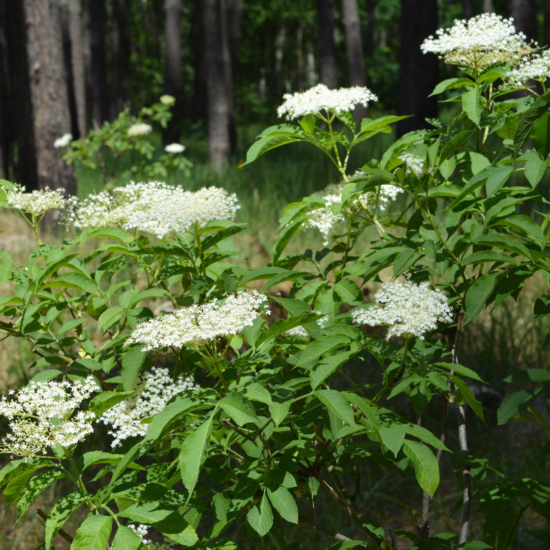 American Elderberry Green Thumbs Garden