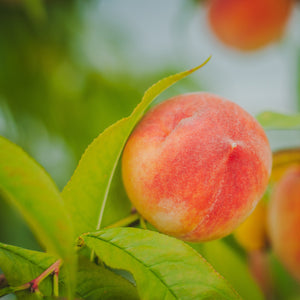 Flordacrest Peach Tree