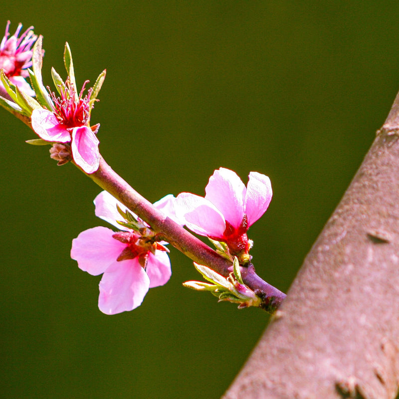Harvester Peach Tree – Green Thumbs Garden