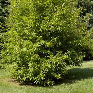 Hybrid Chestnut Tree