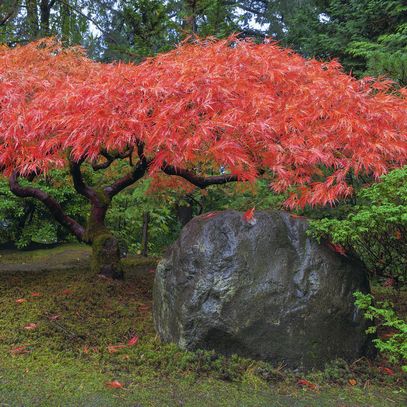 Red Japanese Maple Tree – Green Thumbs Garden