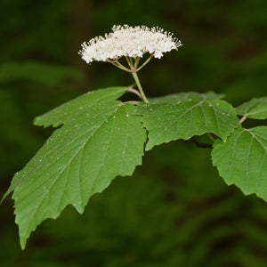 Mapleleaf Viburnum Bare Root