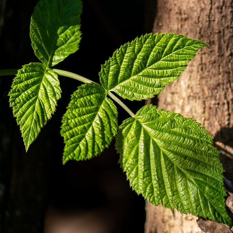 raspberry stems