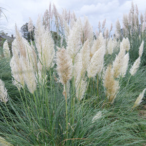 White Pampas Grass