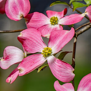 Pink Dogwood Bare Root