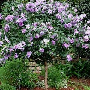 Ardens Althea Bare Root