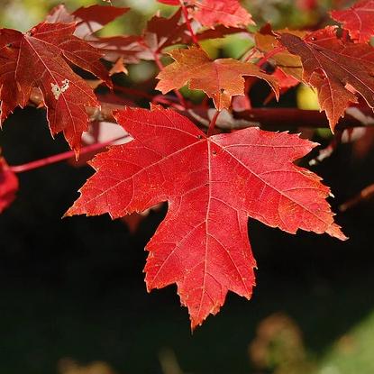 Red Maple Tree – Green Thumbs Garden