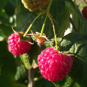 Willamette Red Raspberry