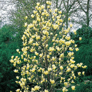 Yellow Bird Magnolia Tree