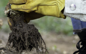 Storage & Care For Plants Before Planting