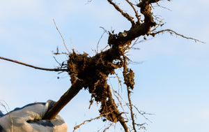 Are Bare Root Trees Better?