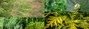Potted Evergreens