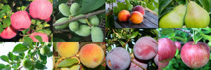 Fruit Trees