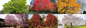 Potted Trees