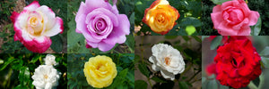Roses