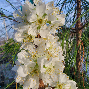 Burbank Plum Tree