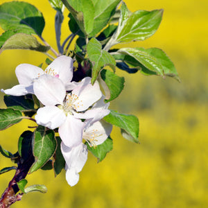 Lodi Apple Tree