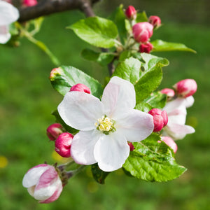 State Fair Apple Tree