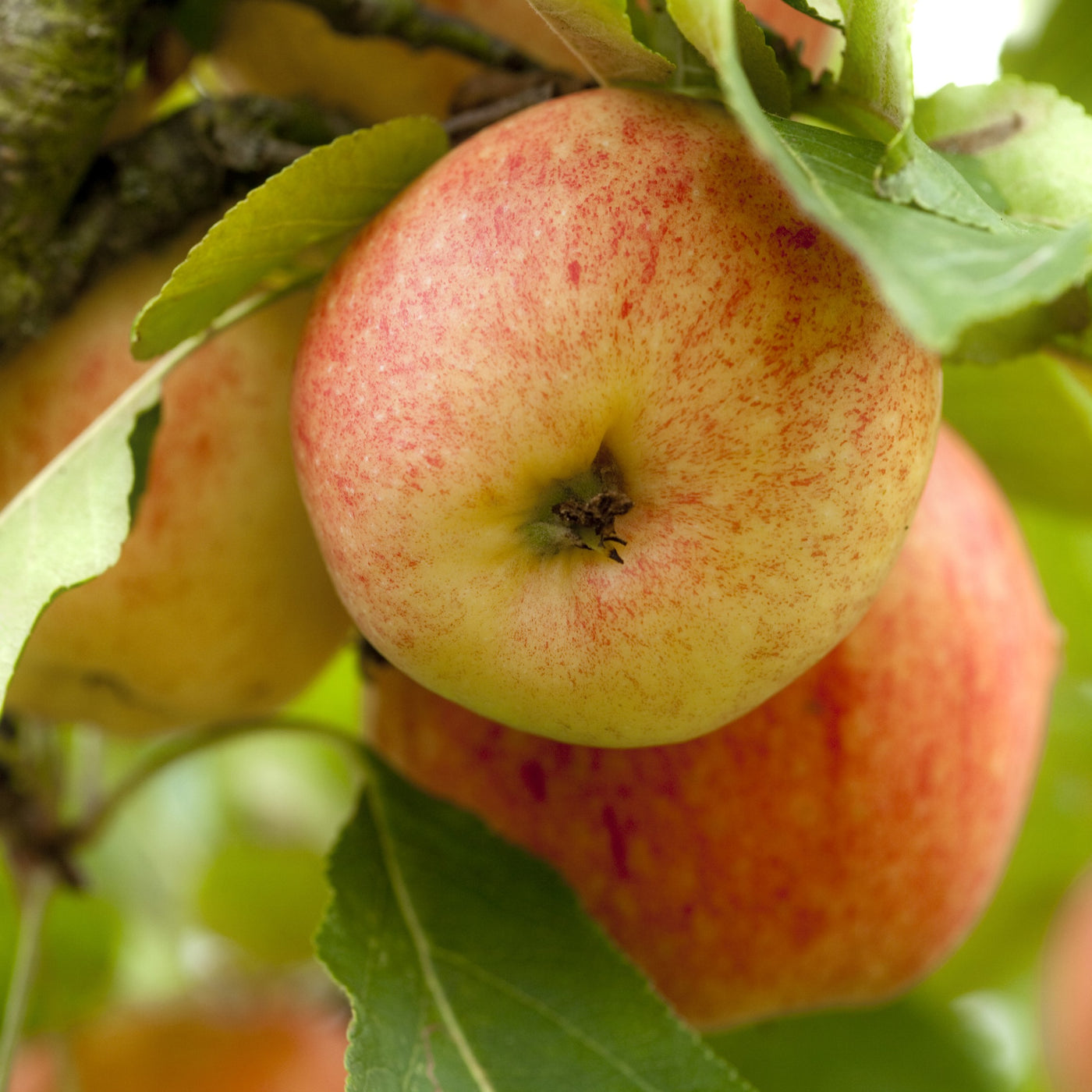 Apples 101 - About Cortland Apples 