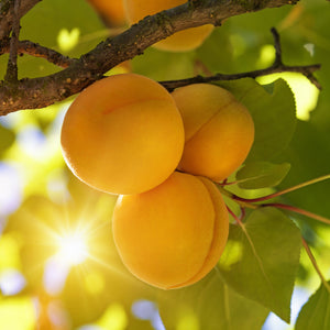 Moorpark Apricot Tree