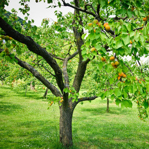 Moorpark Apricot Tree