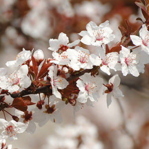 Moorpark Apricot Tree