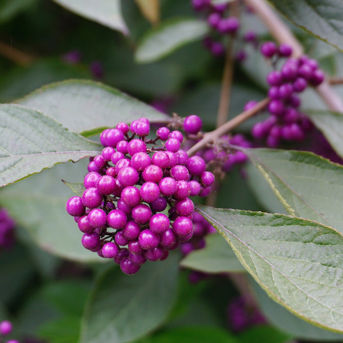 Japanese Beautyberry Shrub