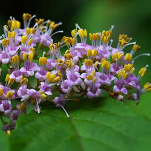 Japanese Beautyberry Shrub